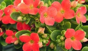 Kalanchoe prostatitis kronikoa tratatzeko