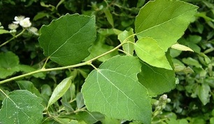 prostatitis kronikoa tratatzeko aspen
