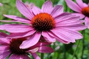 Echinacea zukua prostatitisa tratatzeko